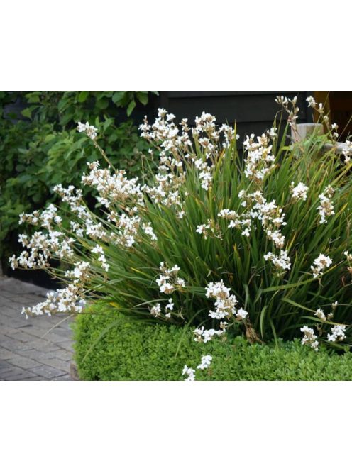 Új-zélandi szaténvirág / LIBERTIA grandiflora