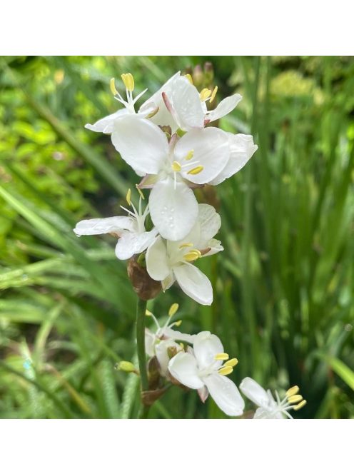Új-zélandi szaténvirág / LIBERTIA grandiflora
