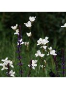 Új-zélandi szaténvirág / LIBERTIA grandiflora