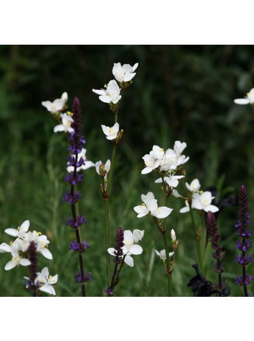 Új-zélandi szaténvirág / LIBERTIA grandiflora