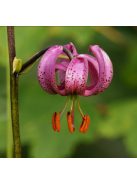 Turbánliliom / LILIUM martagon