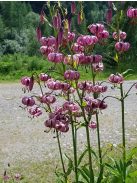 Turbánliliom / LILIUM martagon