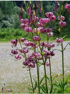 Turbánliliom / LILIUM martagon