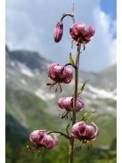 Turbánliliom / LILIUM martagon