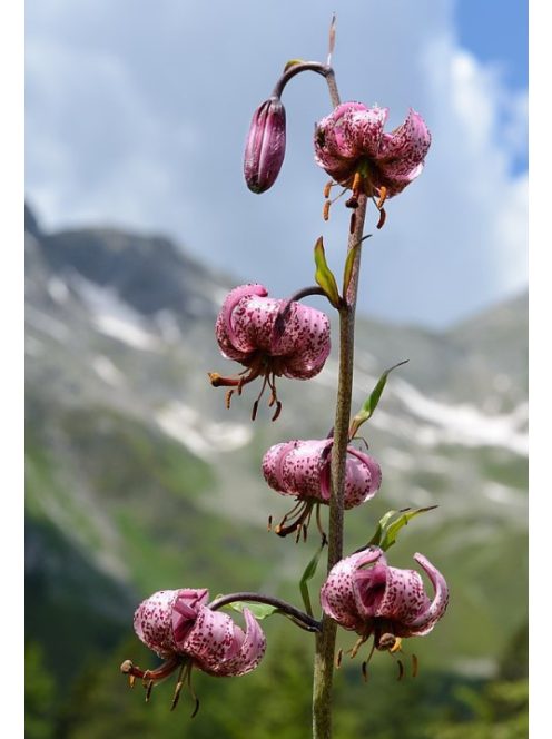 Turbánliliom / LILIUM martagon