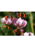 Turbánliliom / LILIUM martagon
