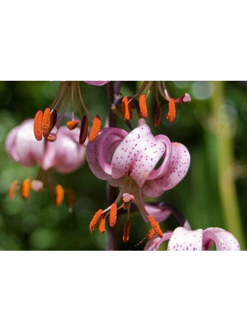 Turbánliliom / LILIUM martagon