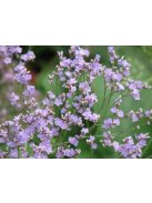Széleslevelű sóvirág / LIMONIUM latifolium