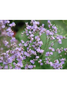 Széleslevelű sóvirág / LIMONIUM latifolium