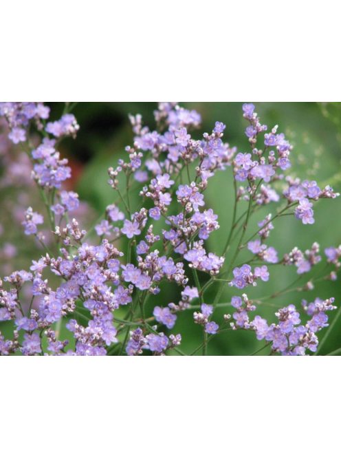 Széleslevelű sóvirág / LIMONIUM latifolium