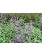 Széleslevelű sóvirág / LIMONIUM latifolium