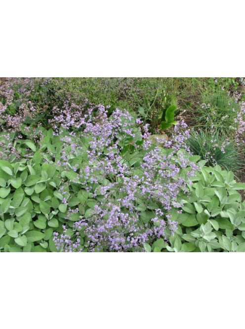 Széleslevelű sóvirág / LIMONIUM latifolium