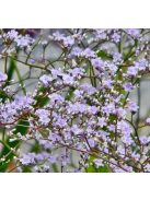 Széleslevelű sóvirág / LIMONIUM latifolium