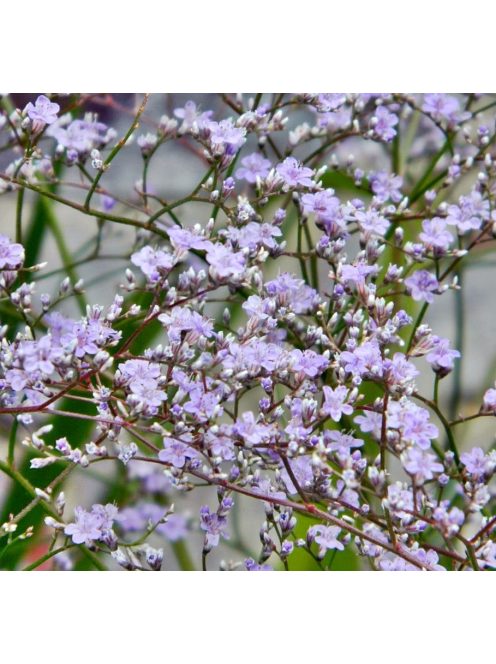 Széleslevelű sóvirág / LIMONIUM latifolium