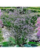 Széleslevelű sóvirág / LIMONIUM latifolium