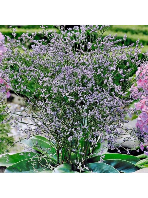Széleslevelű sóvirág / LIMONIUM latifolium