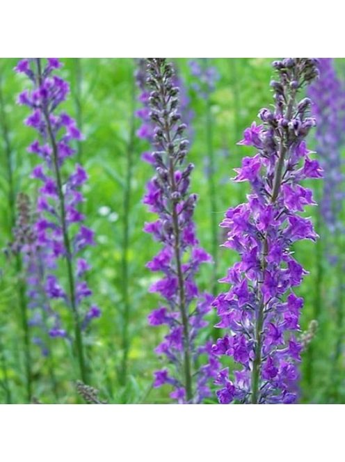 Lila gyújtoványfű / LINARIA purpurea