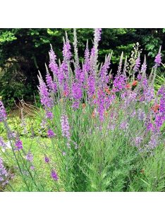 Lila gyújtoványfű / LINARIA purpurea