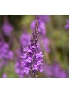 Lila gyújtoványfű / LINARIA purpurea
