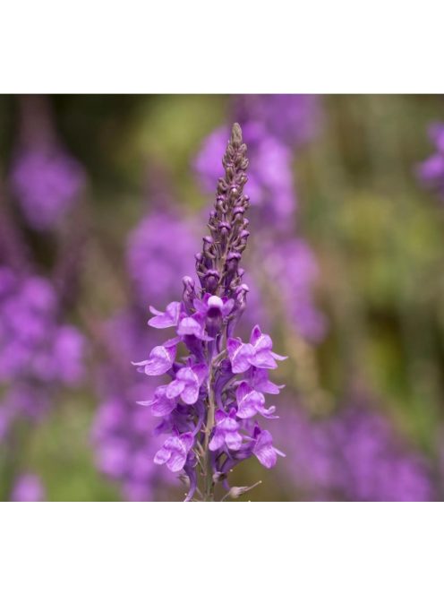 Lila gyújtoványfű / LINARIA purpurea