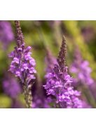 Lila gyújtoványfű / LINARIA purpurea