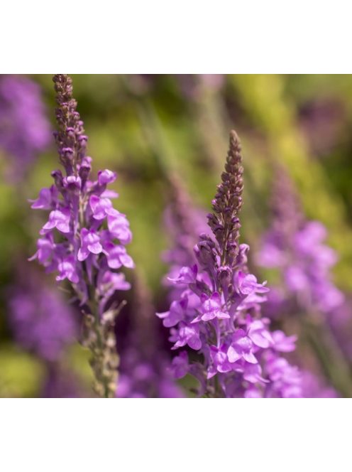 Lila gyújtoványfű / LINARIA purpurea