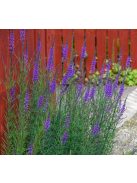 Lila gyújtoványfű / LINARIA purpurea