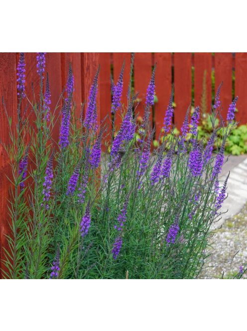 Lila gyújtoványfű / LINARIA purpurea
