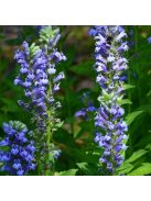 Orvosi lobélia / LOBELIA siphilitica