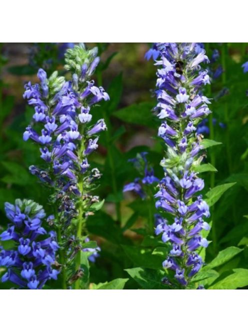 Orvosi lobélia / LOBELIA siphilitica