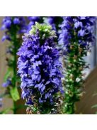 Orvosi lobélia / LOBELIA siphilitica