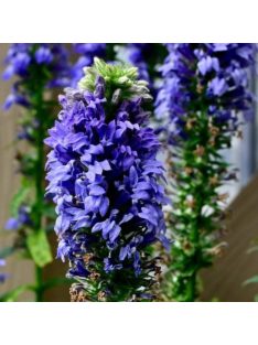 Orvosi lobélia / LOBELIA siphilitica