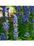 Orvosi lobélia / LOBELIA siphilitica