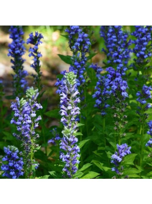 Orvosi lobélia / LOBELIA siphilitica