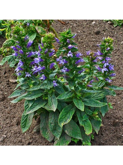 Orvosi lobélia / LOBELIA siphilitica