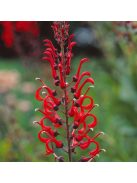 Lobélia / LOBELIA tupa