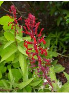 Lobélia / LOBELIA tupa