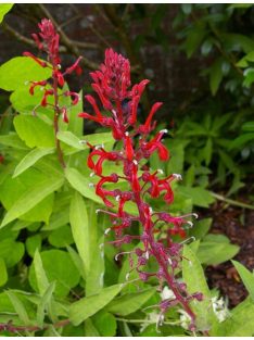 Lobélia / LOBELIA tupa