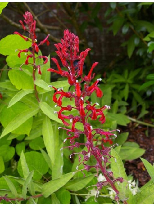 Lobélia / LOBELIA tupa