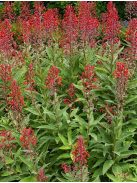 Lobélia / LOBELIA tupa