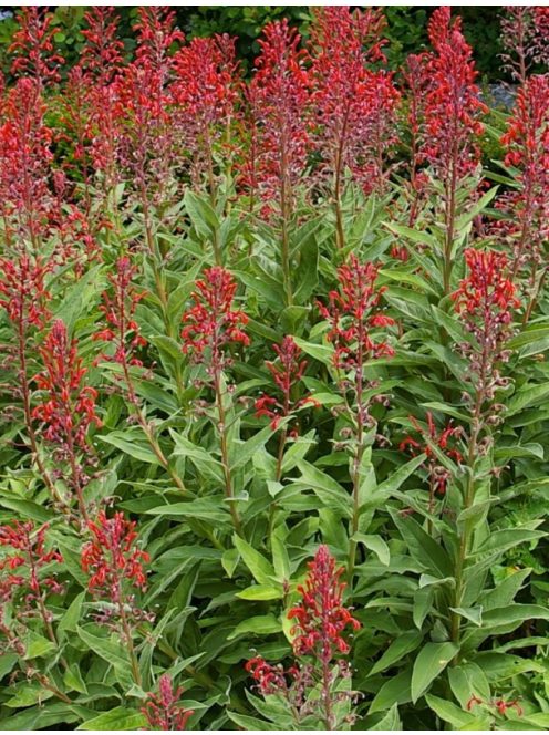 Lobélia / LOBELIA tupa
