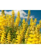 Cserjés csillagfürt / LUPINUS arboreus f. luteus yellow