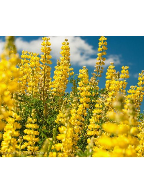 Cserjés csillagfürt / LUPINUS arboreus f. luteus yellow