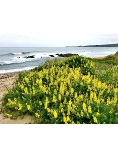 Cserjés csillagfürt / LUPINUS arboreus f. luteus yellow