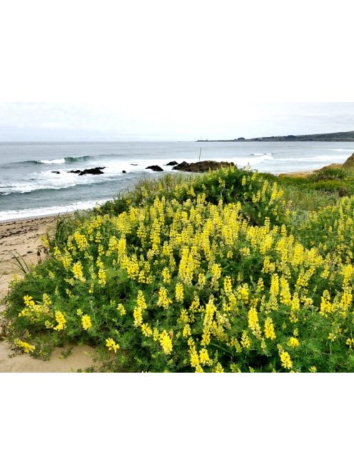 Cserjés csillagfürt / LUPINUS arboreus f. luteus yellow