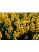 Cserjés csillagfürt / LUPINUS arboreus f. luteus yellow