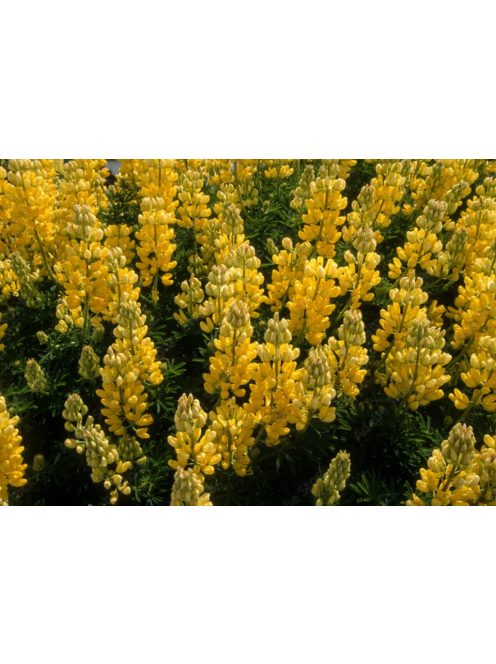 Cserjés csillagfürt / LUPINUS arboreus f. luteus yellow