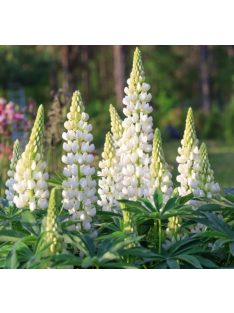   Csillagfürt / LUPINUS Perennis-Hybr. Russell Band of Nobles Series 'Fräulein'