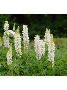 Csillagfürt / LUPINUS Perennis-Hybr. Russell Band of Nobles Series 'Fräulein'