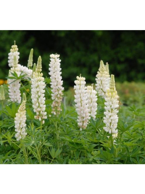 Csillagfürt / LUPINUS Perennis-Hybr. Russell Band of Nobles Series 'Fräulein'